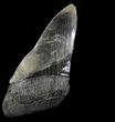 Partial, Serrated Megalodon Tooth - Massive Tooth! #64534-1